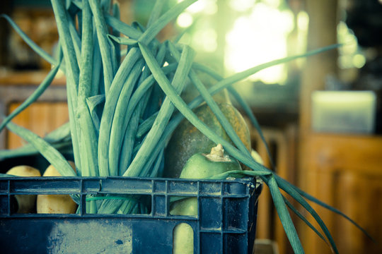 Costa Rica, Finca, View of organic vegetables in basket