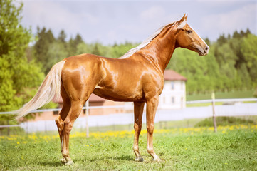 Portrait of the golden red horse in summer time - 83533598