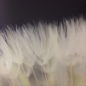 Close-up of dandelion seed head