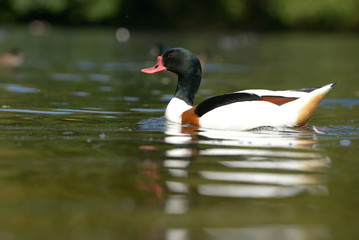 Common Shelduck, Tadorna tadorna