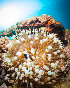 View of Sea anemone