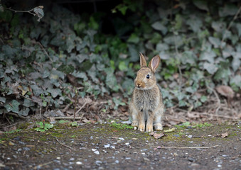 Hare sitting by ivy hedge