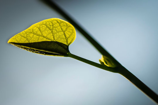 New leaf budding out of vine