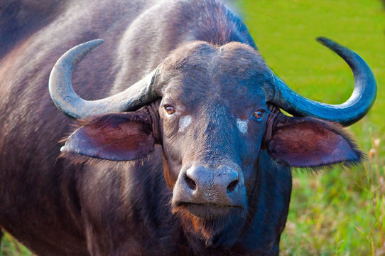 Limpopo, South Africa, Buffalo