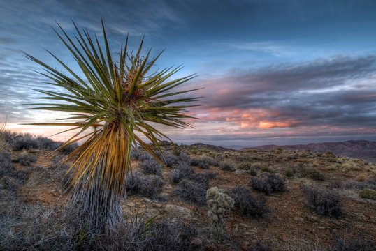 USA, California, Joshua Tree National Park, Sunset from Ryan Mountain