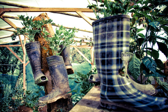 Costa Rica, View of garden of organic vegetables with rubber boots