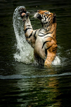 Close-up side view of a Tiger in a river jumping out of the water, Ragunan, Jakarta, Indonesia