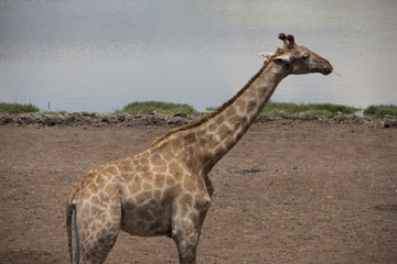 Giraffe standing in the field