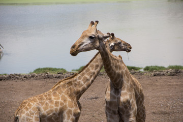 Giraffes standing in the field