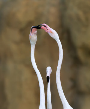 Close-up of a flamingo (Phoenicopteridae) watching two other Flamingoes kissing 