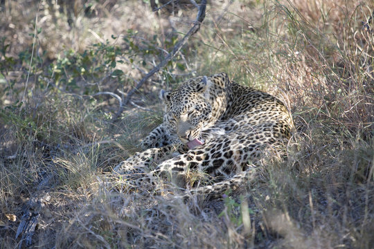 Leopard (Panthera pardus) grooming itself