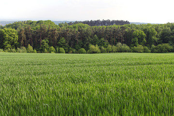 Fototapeta premium field of young wheat