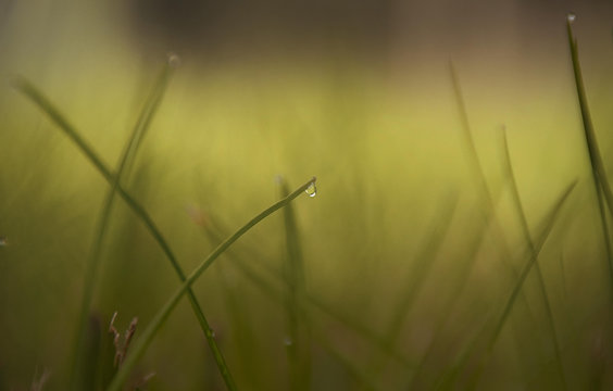 Close up of water drops on grass blades