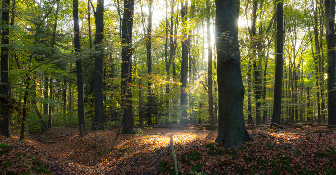 Netherlands, Overijssel, Twente, Enschede, Sunlit forest