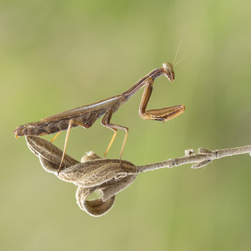 Close up of praying mantis