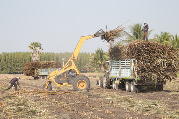 sugarcane truck