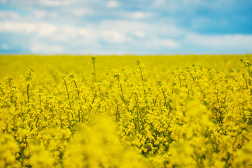 Obraz premium Spring Yellow Field rapeseed in bloom and beautiful Blue Sky.