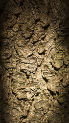 Pine tree bark frame
