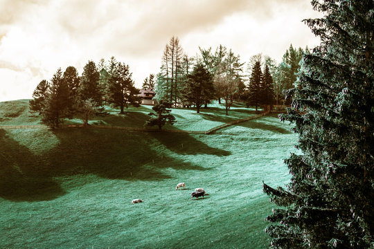 Liechtenstein, Vaduz Mountain, Farm