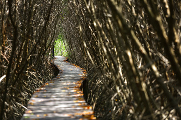 Nature Trails bridge In mangrove tree tunnel 
