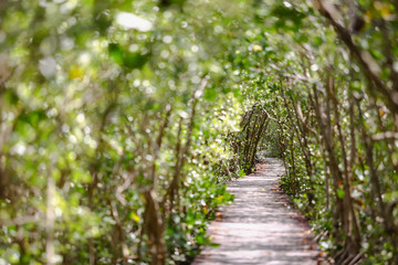 Obraz premium Nature Trails bridge In mangrove tree tunnel 