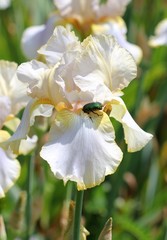 Бронзовка на цветке белого ириса
