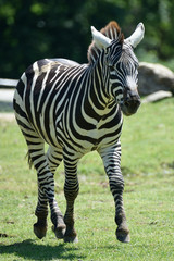 Fototapeta na wymiar Zebra di Grant