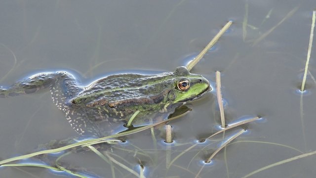 green water frog lying in the water
