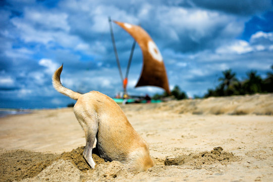 Close-up of a Dog digging a hole in the sand on a beach looking for crabs, Sri Lanka