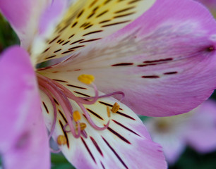 Close-up of purple flower