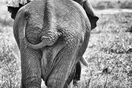 Kenya, Masai Mara, Rear view of elephant