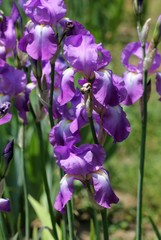 Цветы ириса германского