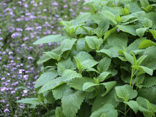 Lemon Balm