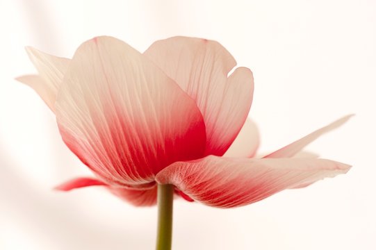 Germany, Wuppertal, Close-up of tulip