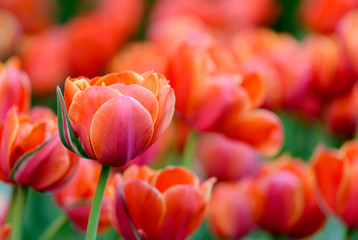 Red tulips in the garden