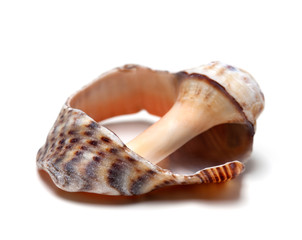 Broken shell from rapana