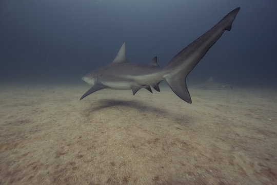 Mexico, Baja California, Bull Shark swimming above ocean floor
