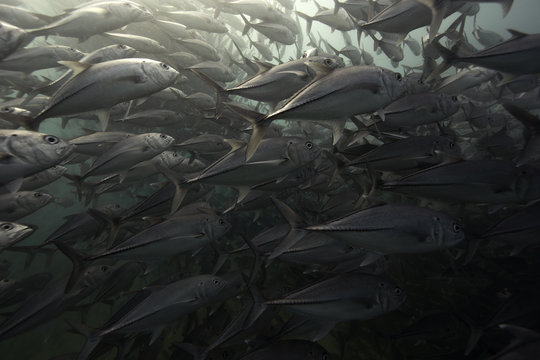 Mexico, Cabo Pulmo National Park, Schooling black jack fish