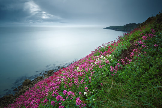 Ireland, Dublin, Howth, Blooming Flowers