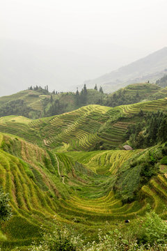 China, Guangxi, Longsheng county, View of Guilin Dragon's Backbone rice terraces