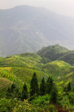 China, Guangxi, Longsheng county, View of Guilin Dragon's Backbone rice terraces
