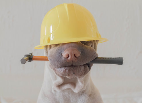 Close-up portrait of a Shar-pei dog dressed as a workman wearing a safety helmet and holding a hammer in its mouth