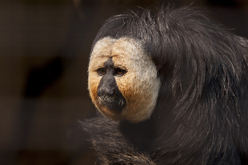 White Faced Saki Monkey