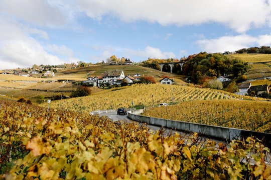 Switzerland, Lausanne, Vineyard terrace in autumn