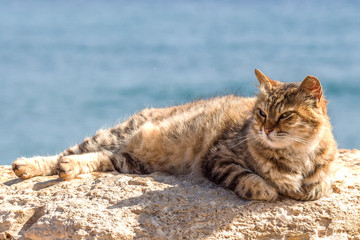 The cat is basking on a rock by the sea