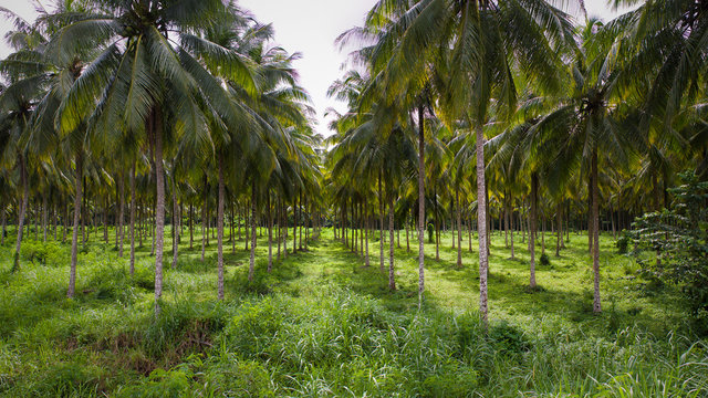 Rows of coconut trees in a coconut plantation, Portland, Jamaica