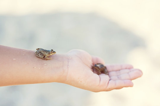 Tiny frog sitting on a child's hand