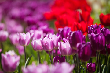 Obraz na płótnie Canvas Colorful Spring Tulips in a garden