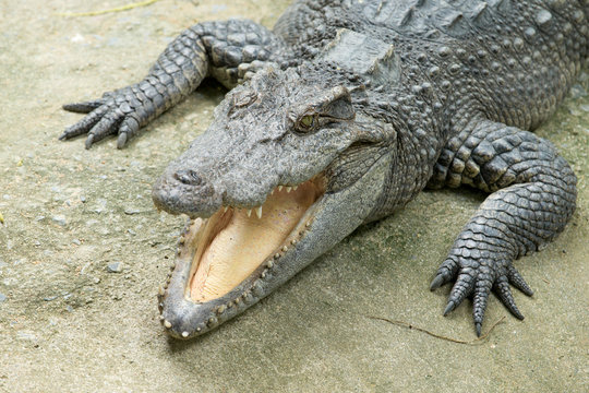  Alligator