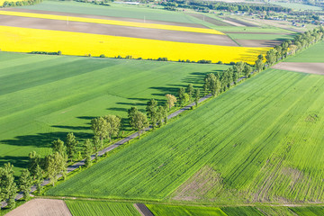 Fototapeta premium aerial view of road and green harvest fields